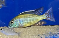 Lethrinops albus Kande Island 4-5 cm