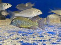 Lethrinops albus Kande Island 4-5 cm