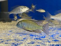 Lethrinops albus Kande Island 4-5 cm