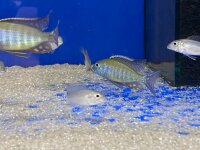 Lethrinops albus Kande Island 4-5 cm