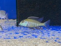 Lethrinops albus Kande Island 4-5 cm