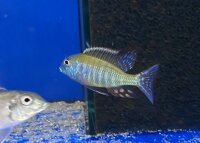 Lethrinops albus Kande Island 4-5 cm