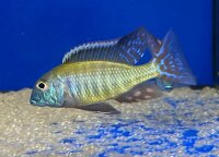 Lethrinops albus Kande Island 4-5 cm