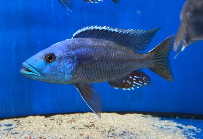 Nimbochromis fuscotaeniatus 7-10 cm