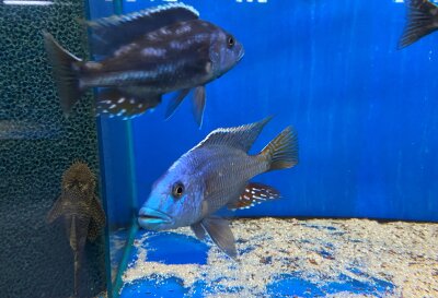 Nimbochromis fuscotaeniatus 7-10 cm