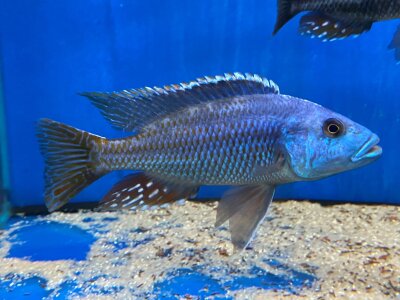 Nimbochromis fuscotaeniatus 7-10 cm