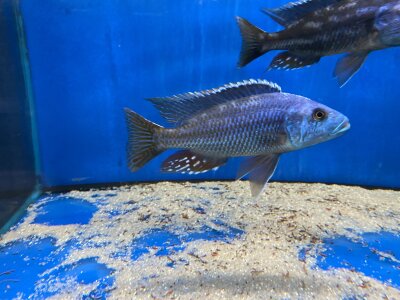 Nimbochromis fuscotaeniatus 7-10 cm