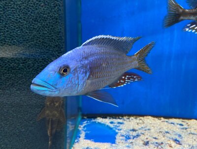 Nimbochromis fuscotaeniatus 7-10 cm