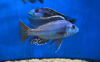 Nimbochromis fuscotaeniatus 7-10 cm