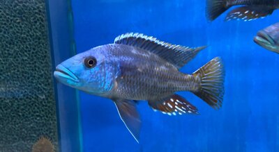 Nimbochromis fuscotaeniatus 7-10 cm