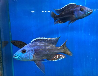 Nimbochromis fuscotaeniatus 7-10 cm