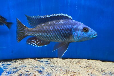 Nimbochromis fuscotaeniatus 7-10 cm