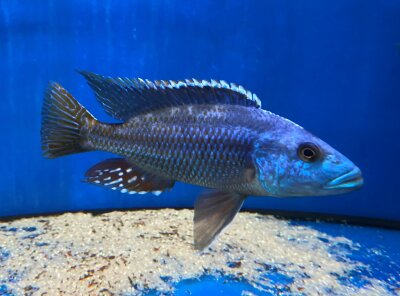 Nimbochromis fuscotaeniatus 7-10 cm