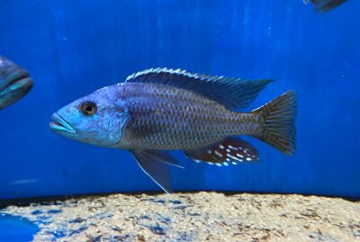 Nimbochromis fuscotaeniatus 7-10 cm