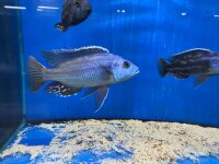 Nimbochromis fuscotaeniatus 7-10 cm