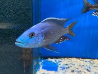 Nimbochromis fuscotaeniatus 7-10 cm