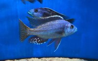 Nimbochromis fuscotaeniatus 7-10 cm