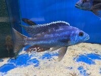 Nimbochromis fuscotaeniatus 7-10 cm