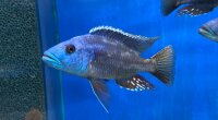 Nimbochromis fuscotaeniatus 7-10 cm
