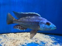 Nimbochromis fuscotaeniatus 7-10 cm