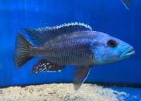 Nimbochromis fuscotaeniatus 7-10 cm