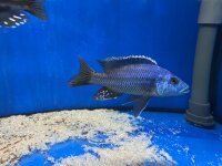 Nimbochromis fuscotaeniatus 7-10 cm