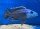 Nimbochromis fuscotaeniatus 7-8 cm