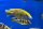 Nimbochromis venustus 7-8 cm
