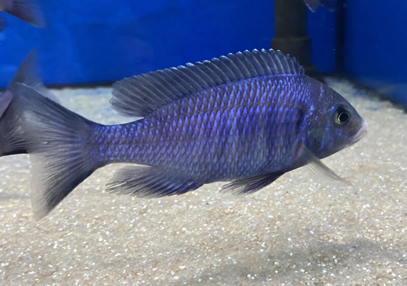 Placidochromis phenochilus Mdoka white lips 7-10 cm