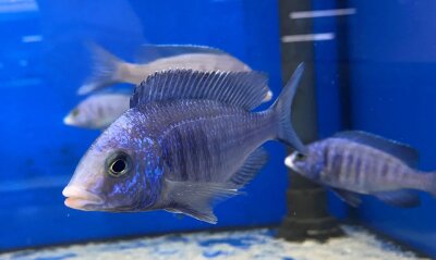 Placidochromis phenochilus Mdoka white lips 7-10 cm