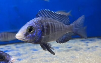 Placidochromis phenochilus Mdoka white lips 7-10 cm