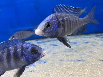 Placidochromis phenochilus Mdoka white lips 7-10 cm