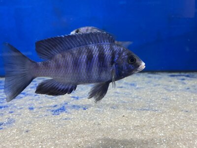 Placidochromis phenochilus Mdoka white lips 7-10 cm