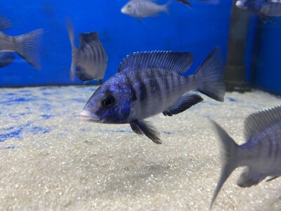 Placidochromis phenochilus Mdoka white lips 7-10 cm