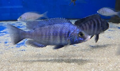 Placidochromis phenochilus Mdoka white lips 7-10 cm