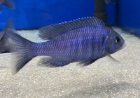 Placidochromis phenochilus Mdoka white lips 7-10 cm