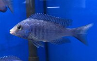 Placidochromis phenochilus Mdoka white lips 7-10 cm