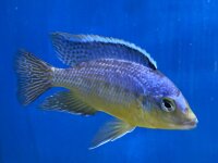 Placidochromis phenochilus Mdoka white lips 7-10 cm