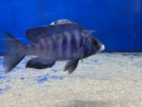 Placidochromis phenochilus Mdoka white lips 7-10 cm