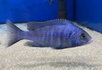 Placidochromis phenochilus Mdoka white lips 7-10 cm
