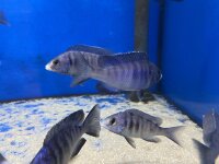 Placidochromis phenochilus Mdoka white lips 7-10 cm