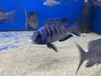 Placidochromis phenochilus Mdoka white lips 7-10 cm