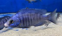 Placidochromis phenochilus Mdoka white lips 7-10 cm