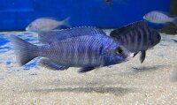 Placidochromis phenochilus Mdoka white lips 7-10 cm