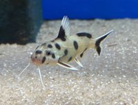 Synodontis polli 8-10 cm