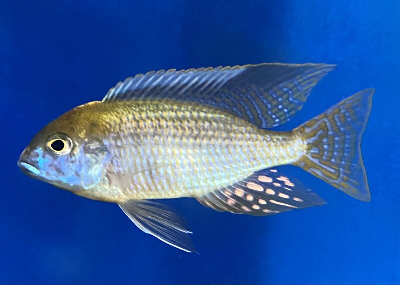 Lethrinops microstoma gold Nkatha Bay 8-12 cm