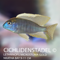 Lethrinops microstoma gold Nkatha Bay 8-12 cm