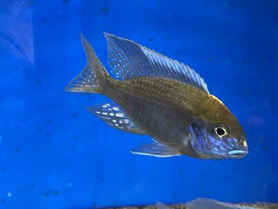 Lethrinops microstoma gold Nkatha Bay 8-12 cm