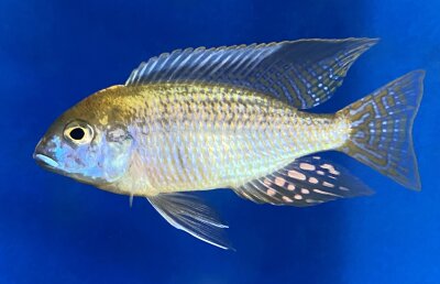 Lethrinops microstoma gold Nkatha Bay 8-12 cm