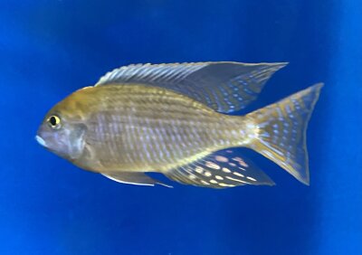 Lethrinops microstoma gold Nkatha Bay 8-12 cm